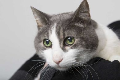 Help! My Cat Keeps Urine Marking