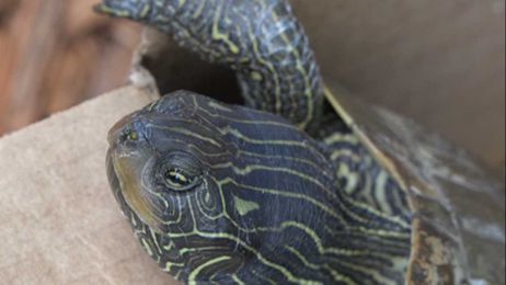 How can you safely help turtles cross the road? We have your answer.