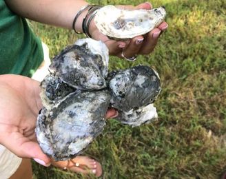 Do you want to grow an oyster garden? Here is your chance