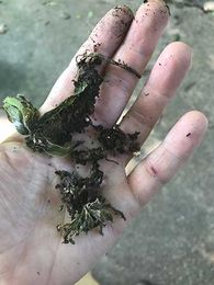 Helping rain-soaked soils to sprout again