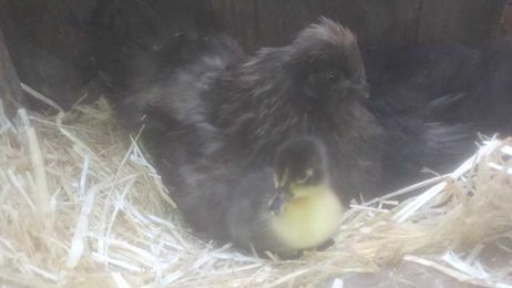 Can a chicken raise a duck?