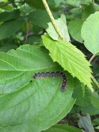 So why forest tent caterpillars?