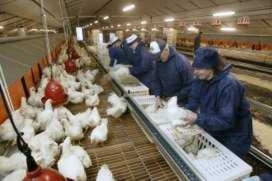 5 steps to motivate  poultry  farm  employees