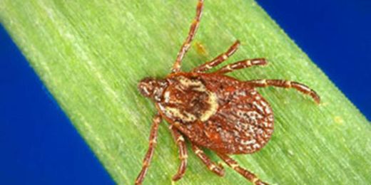 Don't be bugged by bugs, Dr. Hopper