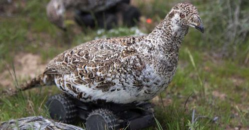 Half taxidermy, half robot: Why UC Davis built this crazy realistic robo-bird