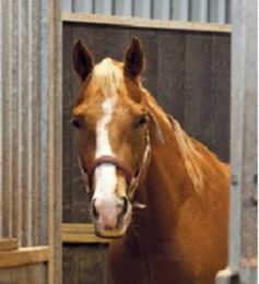 How your horse learns by watching you