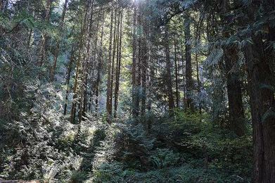 New Science Report Will Help Re-Shape Northwest Forest Plan