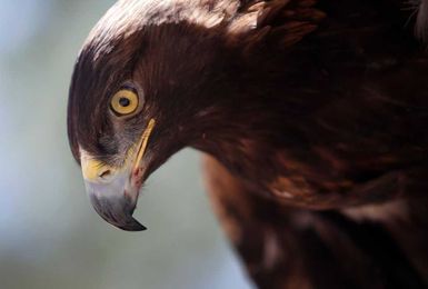 Eagles teach Oregon researchers how to stop wind turbines from killing raptors