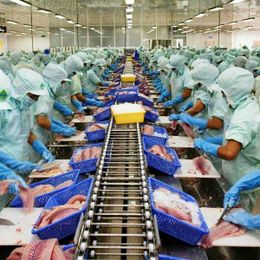 Vietnamese processors struggling to find raw materials