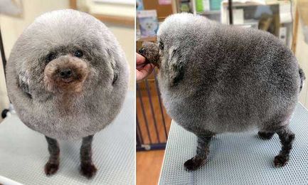 This adorable dog had its fur groomed into a perfect CIRCLE
