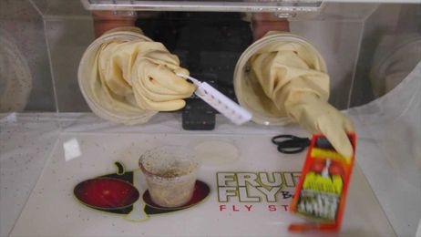 How to get rid of Fruit Flies with Fruit Fly BarPro