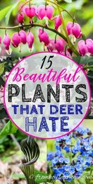 15 Beautiful Deer Resistant Shade Plants To Grow In Your Garden