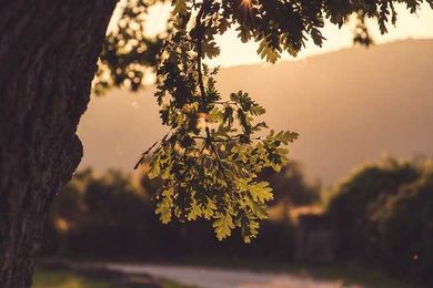 Why Are Mature Trees the Best Choice for Rental Properties?