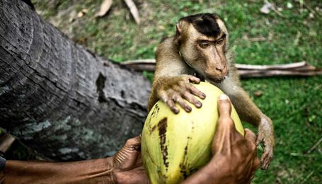 Ancient primates had extra claws just for grooming