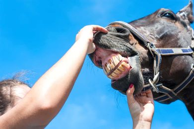 Dental Work and Mature Equine Athletes