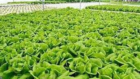 Hydroponics a growing trend with farmers