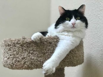 Morgan is a chatty catty looking for someone to adopt her