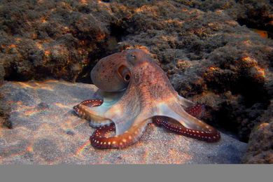 What are the smartest animals in the world and how do we know?