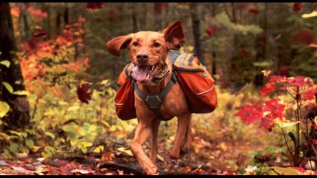 Fetch Gear Deals and Get Your Dog’s Tail A-Wagging