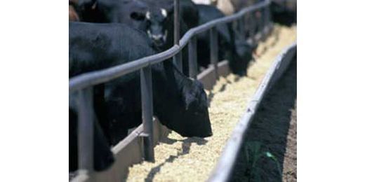 Fundamentals of animal nutrition training