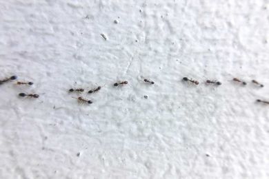 Ant Control Tips to Get Rid of Ants (Without an Exterminator)