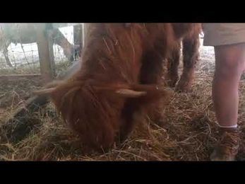 Wild! Heritage Scottish Highland Cows