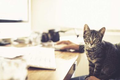 10 Signs You’re Ready to Adopt a Cat