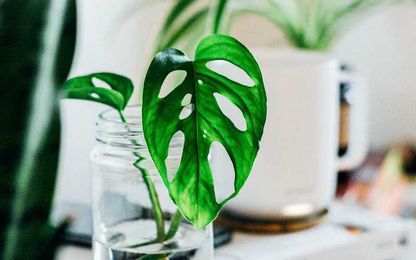 These L.A. Plant Shops and Nurseries Will Help You Grow a Dreamy Home Jungle