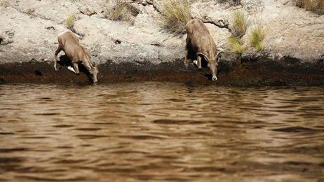 Oh my! Game and Fish delivers on wild adventures