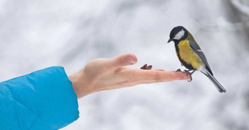 Don’t Feed the Birds or They’ll Evolve