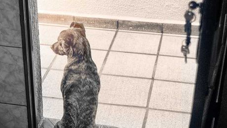 How To Manage Your Dog’s Anxiety While You're Away Traveling