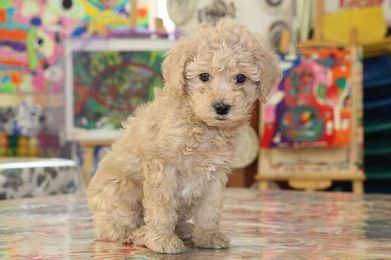 Everything You Need To Know About Grooming: From Puppyhood To Senior Years