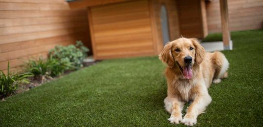 Making Home a Palace for Pets