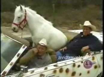 Car riding horse ! yes that's what it says