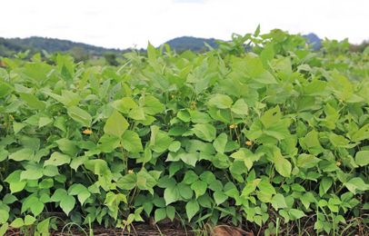 Food Plot Seed: How to Plant Cowpeas