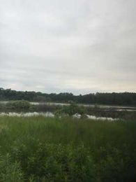 Pulling Spotted Knapweed at Five Lakes Muskegon Nature Sanctuary