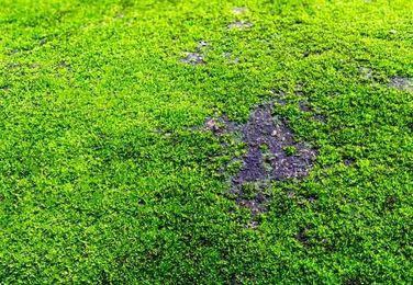How to Get Rid of Moss in the Lawn