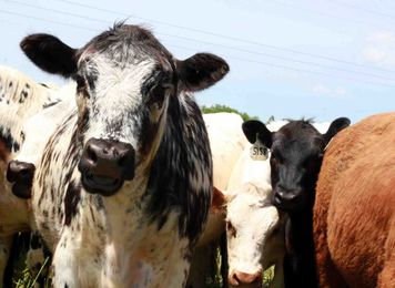 More And Better Beef Starts With The Well-Being Of Cattle