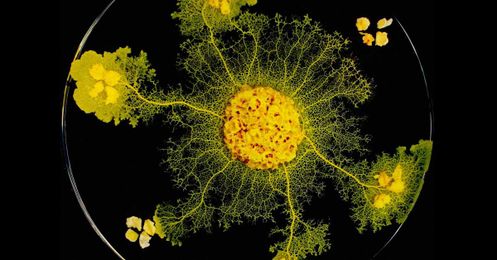 Slime Molds Remember—But Do They Learn?