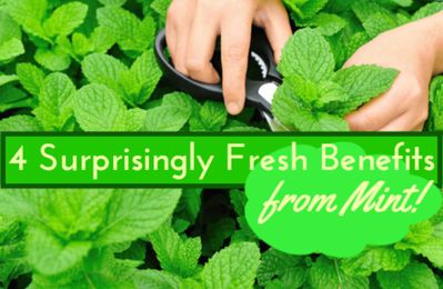 4 Healing Health Benefits of Mint