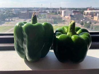 Can You Tell a Bell Pepper's Gender? [WATCH]