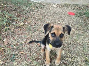 Can dogs pass on disease to pregnant women like cats can?