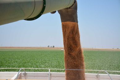 Higher wheat prices ahead?