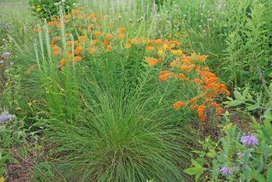 Manager water where it falls for a healthier landscape and environment
