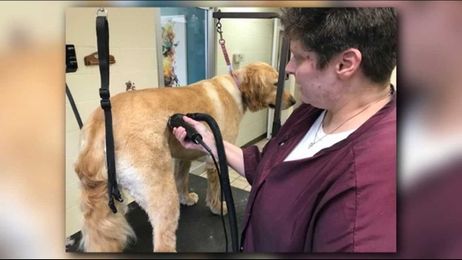 Is it okay to shave my dog's fur?