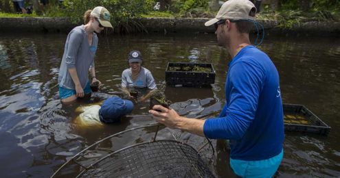 Submerged Caloosahatchee River gardens could help aquatic life bounce back