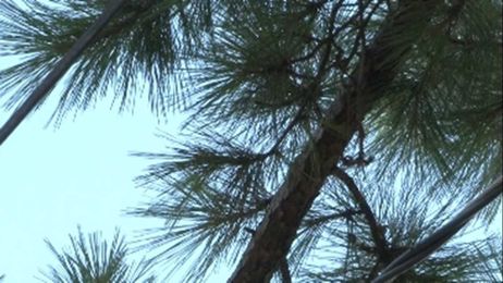 Verify: Can power companies go on private property to trim trees?