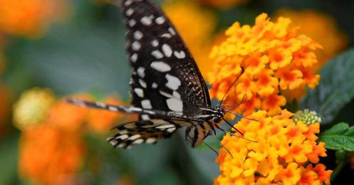 Hold Still, Butterflies. Britain Is Counting.