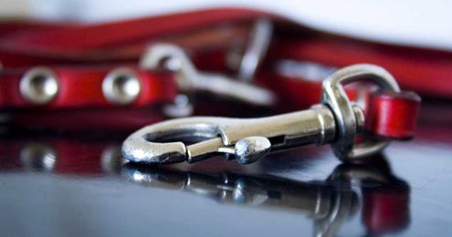 Surprise tackles issue of how people treat dogs and other pets