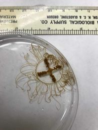 Beware of these tiny jellyfish, experts warn
